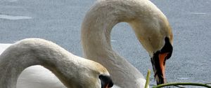 Preview wallpaper swans, birds, beak, water