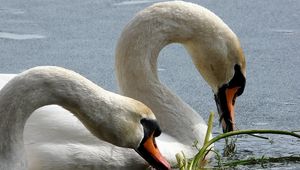 Preview wallpaper swans, birds, beak, water