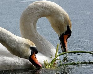 Preview wallpaper swans, birds, beak, water