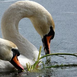 Preview wallpaper swans, birds, beak, water