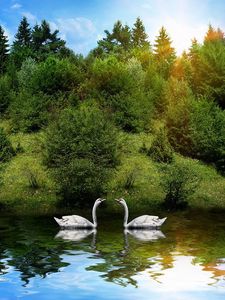 Preview wallpaper swans, birds, couple, river, grass, trees, sunlight