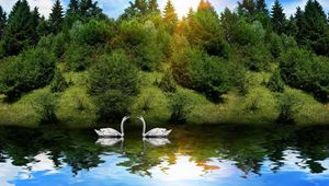 Preview wallpaper swans, birds, couple, river, grass, trees, sunlight