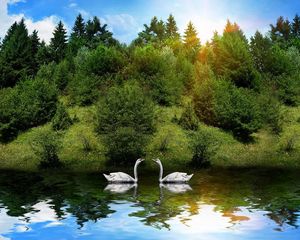 Preview wallpaper swans, birds, couple, river, grass, trees, sunlight