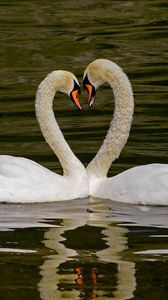 Preview wallpaper swans, birds, heart, love, water