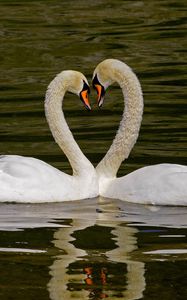 Preview wallpaper swans, birds, heart, love, water