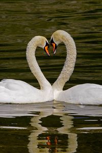 Preview wallpaper swans, birds, heart, love, water