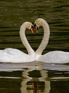 Preview wallpaper swans, birds, heart, love, water