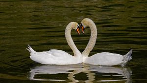 Preview wallpaper swans, birds, heart, love, water