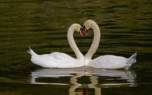 Preview wallpaper swans, birds, heart, love, water