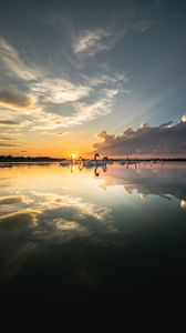 Preview wallpaper swans, birds, horizon, sunset, rays