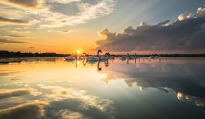 Preview wallpaper swans, birds, horizon, sunset, rays