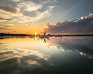 Preview wallpaper swans, birds, horizon, sunset, rays