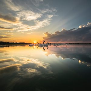 Preview wallpaper swans, birds, horizon, sunset, rays