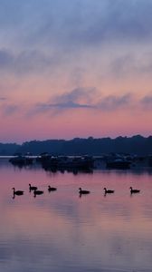 Preview wallpaper swans, birds, lake, dusk, trees, sky