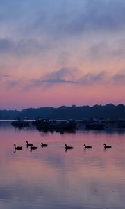 Preview wallpaper swans, birds, lake, dusk, trees, sky