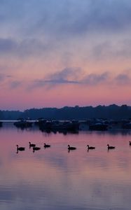 Preview wallpaper swans, birds, lake, dusk, trees, sky