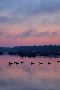 Preview wallpaper swans, birds, lake, dusk, trees, sky