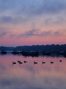 Preview wallpaper swans, birds, lake, dusk, trees, sky