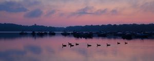 Preview wallpaper swans, birds, lake, dusk, trees, sky