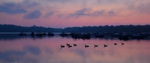 Preview wallpaper swans, birds, lake, dusk, trees, sky