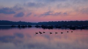 Preview wallpaper swans, birds, lake, dusk, trees, sky