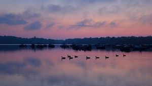 Preview wallpaper swans, birds, lake, dusk, trees, sky