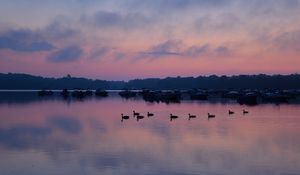 Preview wallpaper swans, birds, lake, dusk, trees, sky