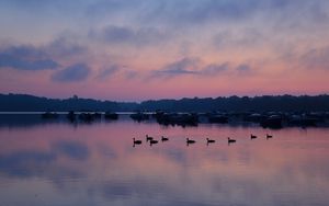 Preview wallpaper swans, birds, lake, dusk, trees, sky