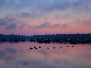 Preview wallpaper swans, birds, lake, dusk, trees, sky