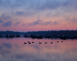 Preview wallpaper swans, birds, lake, dusk, trees, sky