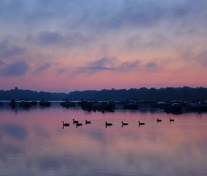 Preview wallpaper swans, birds, lake, dusk, trees, sky