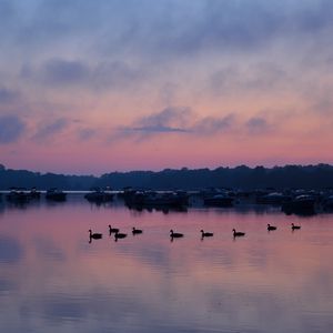 Preview wallpaper swans, birds, lake, dusk, trees, sky