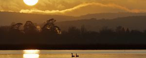 Preview wallpaper swans, birds, lake, sunset, trees, sky