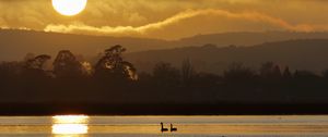 Preview wallpaper swans, birds, lake, sunset, trees, sky