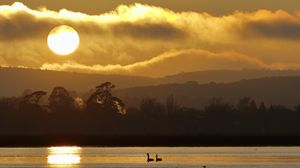 Preview wallpaper swans, birds, lake, sunset, trees, sky