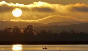 Preview wallpaper swans, birds, lake, sunset, trees, sky