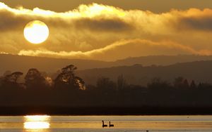 Preview wallpaper swans, birds, lake, sunset, trees, sky