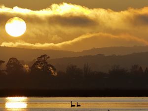 Preview wallpaper swans, birds, lake, sunset, trees, sky