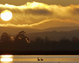 Preview wallpaper swans, birds, lake, sunset, trees, sky