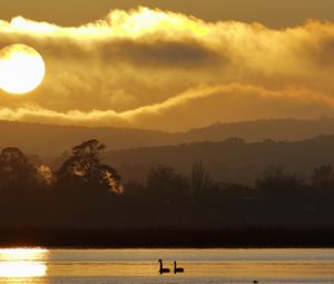 Preview wallpaper swans, birds, lake, sunset, trees, sky