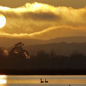 Preview wallpaper swans, birds, lake, sunset, trees, sky