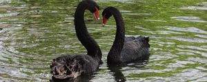 Preview wallpaper swans, birds, pair, reflection