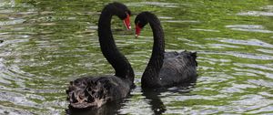 Preview wallpaper swans, birds, pair, reflection