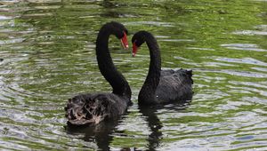 Preview wallpaper swans, birds, pair, reflection