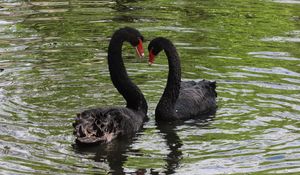 Preview wallpaper swans, birds, pair, reflection