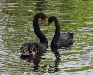 Preview wallpaper swans, birds, pair, reflection