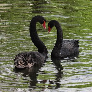 Preview wallpaper swans, birds, pair, reflection