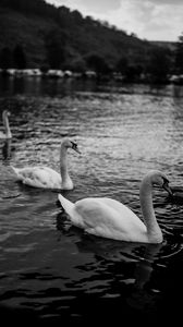 Preview wallpaper swans, birds, pond, wildlife, bw