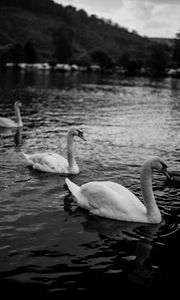 Preview wallpaper swans, birds, pond, wildlife, bw