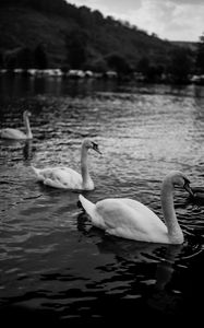 Preview wallpaper swans, birds, pond, wildlife, bw